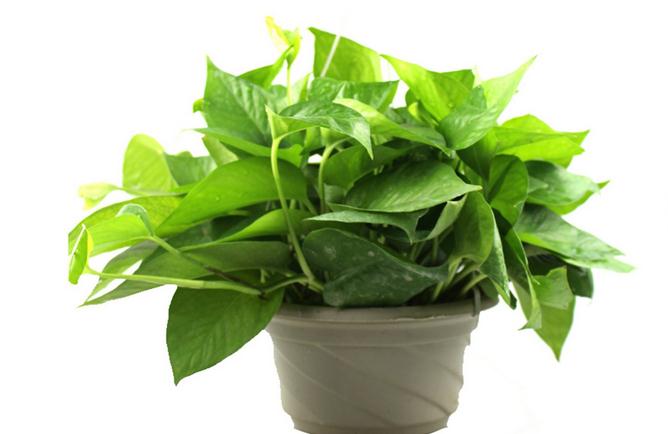 擺上幾盤綠植除甲醛也美美的 擺上幾盤綠植除甲醛也美美的